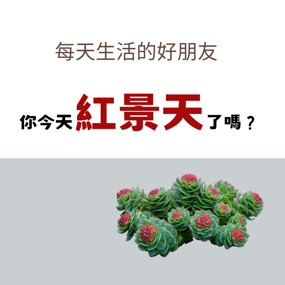 紅景天膠囊｜清潤呼吸｜白日精神｜高原能量